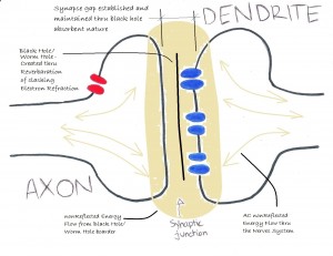 synapse 3