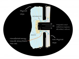 synapse 5